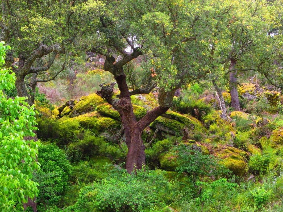 Terrafazbem Villa Marvão Dış mekan fotoğraf